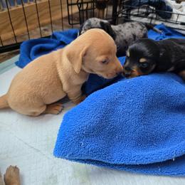 Cypress - Cream male Dachshund puppy in Farmerville, Louisiana from Hancock House of Basset Hounds & Mini Dachshunds