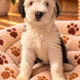 Red - Gray and white female Old English Sheepdog puppy in Iowa from Midwest Puppy Paws