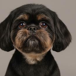 Pekingese and Shih Tzus from PDF Kennels