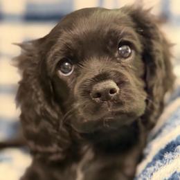 Midnight - Black and white female Cavalier King Charles Spaniel puppy in Poyen, Arkansas from Joels Angels Cavaliers