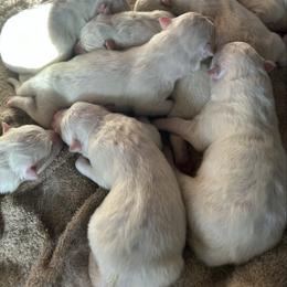 Trudie - White female Samoyed puppy in Atkinson, Nebraska from Sandhills Samoyeds