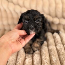 Sammy - Tri-color male Cavapoo puppy in Somerset, Kentucky from Hilltop Doodles KY LLC