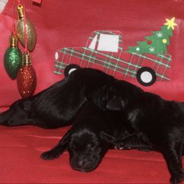 Girl 1 - Black female Labrador Retriever puppy in Four Oaks, North Carolina from TLC Retrievers