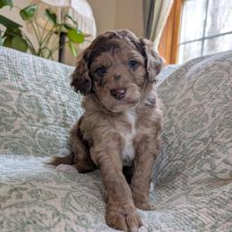 Lupine - Red merle male Aussiedoodle puppy in Meadville, Pennsylvania from Doodle Paws Pups