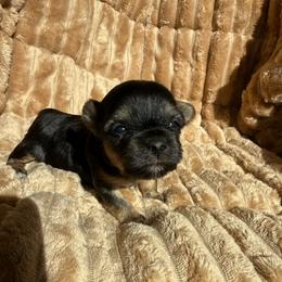 Suki - Black and tan female Yorkshire Terrier puppy in Walla Walla, Washington from Linda Sherman