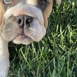 Girl 4 - Fawn and white Bulldog puppy in Macomb, Michigan from London's Bears English Bulldogs