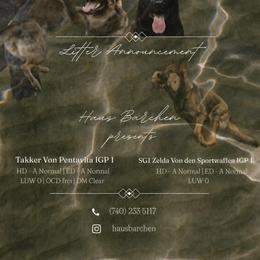 German Shepherd puppies from Haus Bärchen German Shepherds