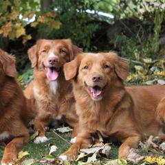 Nova Scotia Duck Tolling Retriever All Grown Up from Dtails Tollers