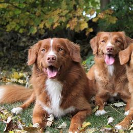Nova Scotia Duck Tolling Retriever All Grown Up from Dtails Tollers