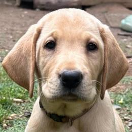 Ember - Yellow male Labrador Retriever puppy in Rock Hill, South Carolina from North Star Retrievers