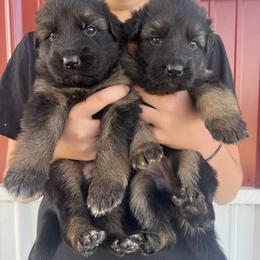 Girl 1 - Black and red female German Shepherd puppy in Humboldt, Iowa from Valiant Shepherds