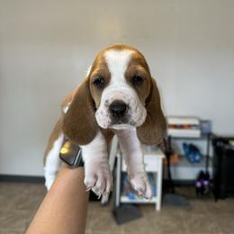 Boy 1 - Brown and white male Basset Hound puppy in Las Animas, Colorado from J&D Dachsies