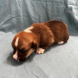 Male 3 - Sable male Pembroke Welsh Corgi puppy in Moundville, Alabama from Cartee Corgis - Debi Cartee Mills