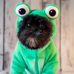 Luka - Black and white male Mal-Shi puppy in Tampa, Florida from Petite Pawz