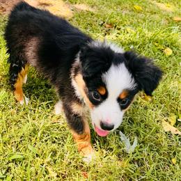 Blk Tri boy - Black tri male Toy Australian Shepherd puppy in Oklahoma City, Oklahoma from Faith River Aussies