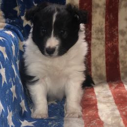 Girl 2 - Shetland Sheepdog puppy in Idaho from Bloxham Blue Shelties and Corgis