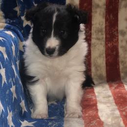 Girl 2 - Shetland Sheepdog puppy in Idaho from Bloxham Blue Shelties and Corgis