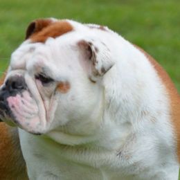 Ginger - Bulldog