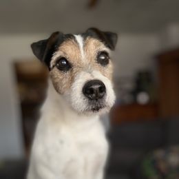 Max - Jack Russell Terrier