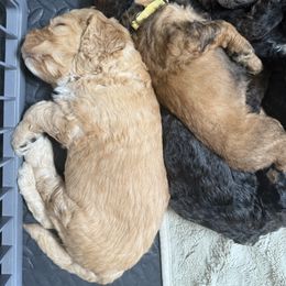 Bernedoodle Puppies from Triple W Doodles