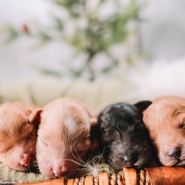 Cavapoo puppies from Doodles of North Tx