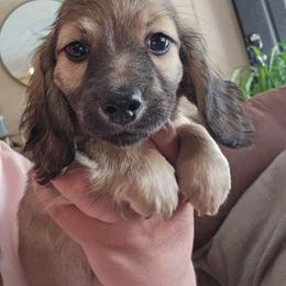 Shaded Cream - Cream male Dachshund puppy in Panama City Fl, Florida from Southern Bliss Doxies