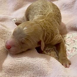 Cooper - Red  male Poodle puppy in Akeley, Minnesota from Blessed Acres Miniature Poodles