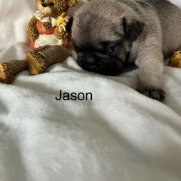Jason - Fawn male French Bulldog puppy in Jacksonville, North Carolina from Southern Comfort French Bulldogs