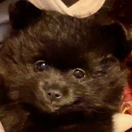 Boy 2 - Black Pomeranian puppy in Skipperville, Alabama from Nay Nay’s Babies
