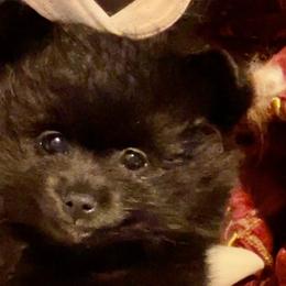 Boy 2 - Black Pomeranian puppy in Skipperville, Alabama from Nay Nay’s Babies