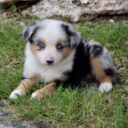 Sudsy - Blue merle female Miniature Australian Shepherd puppy in Evant, Texas from Lazy VT Bar Ranch