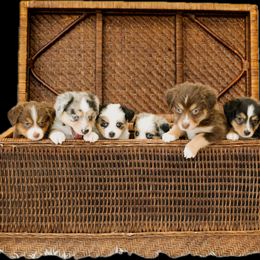 Dachshund and Miniature American Shepherd Puppies from Long Dog Inc.