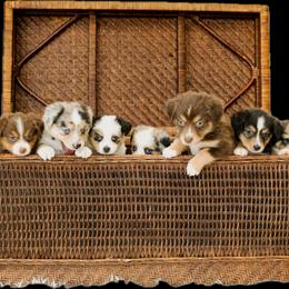 Dachshund and Miniature American Shepherd Puppies from Long Dog Inc.