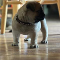 Brown - Fawn male Pug puppy in Baylis, Illinois from Cameo's Pugs