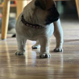 Brown - Fawn male Pug puppy in Baylis, Illinois from Cameo's Pugs