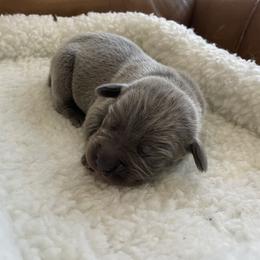Cadet - Gray male Cane Corso puppy in San Isidro, Texas from MTZCC Ranch, LLC