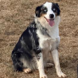 Nollie - Australian Shepherd