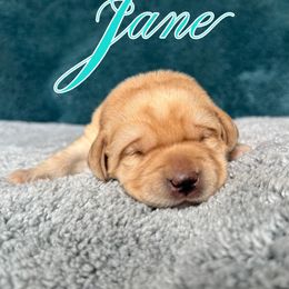 Labrador Retriever Puppies from Ruby Mountain Labradors