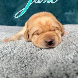Labrador Retriever Puppies from Ruby Mountain Labradors