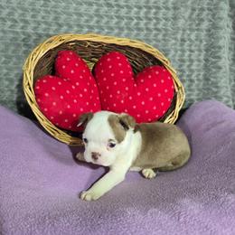 Beca - Red female Boston Terrier puppy in Millers Creek, North Carolina from Tumbling Shoals Hilltop Bostons