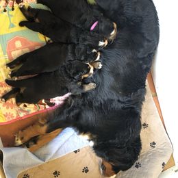 Bernese Mountain Dog Puppies from Foggy Mountain Berners