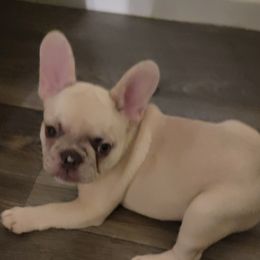 French Bulldogs from Diamond Trixies French Bulldogs