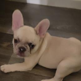 French Bulldogs from Diamond Trixies French Bulldogs