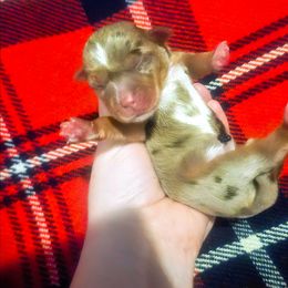 Girl 1 - Chocolate, tan and white female Yorkshire Terrier puppy in Lily, Kentucky from Bella Gail Kennels