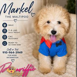 Markel - Cream male Maltipoo puppy in Spring Lake, North Carolina from Pawriffic Pups