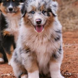Sol - Blue merle male Australian Shepherd puppy in Tuscola, Texas from Rockin D Ranch