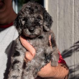 Purple Collar - Merle female Goldendoodle puppy in Olympia, Washington from Sinclairdoodles