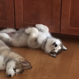 Alaskan Malamute Puppies from Jennifer Corr