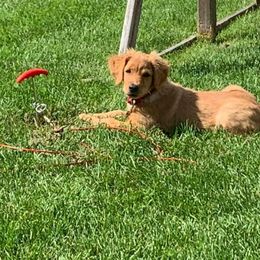 Golden Retriever and Labrador Retriever Puppies from Pedigree Golden Retrievers