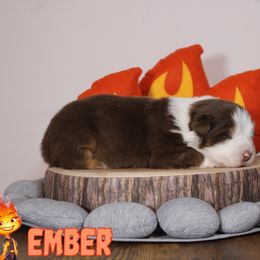 Australian Shepherd Puppies from Starlit Grove Australian Shepherds